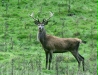 Red Deer